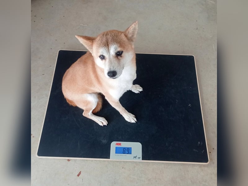 DAIKY-sanft, zurückhaltende, liebenswerte Begleiterin mit großem Herzen sucht liebevolles Zuhause