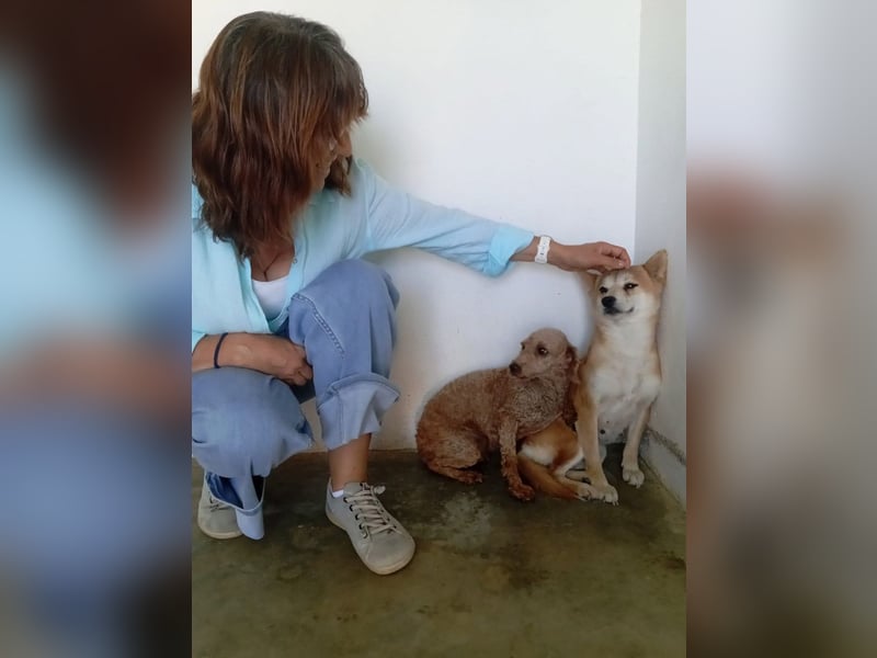 DAIKY-sanft, zurückhaltende, liebenswerte Begleiterin mit großem Herzen sucht liebevolles Zuhause