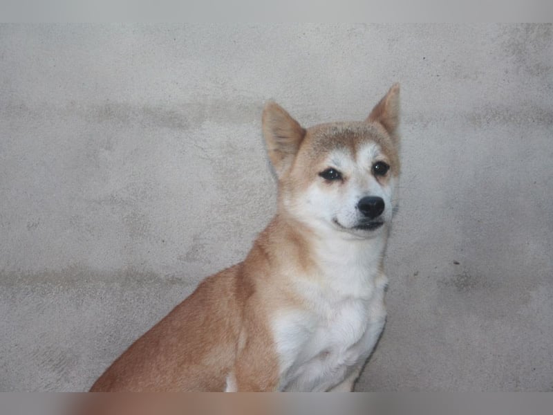 DAIKY-sanft, zurückhaltende, liebenswerte Begleiterin mit großem Herzen sucht liebevolles Zuhause