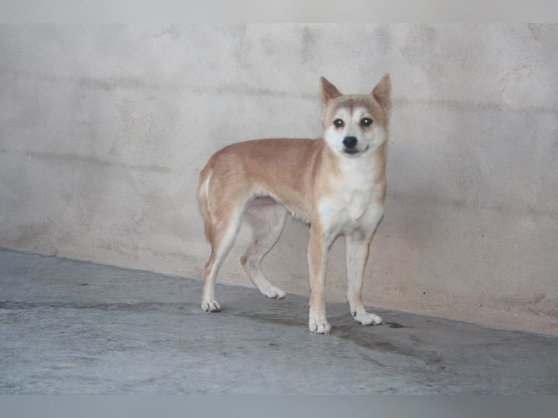 DAIKY-sanft, zurückhaltende, liebenswerte Begleiterin mit großem Herzen sucht liebevolles Zuhause