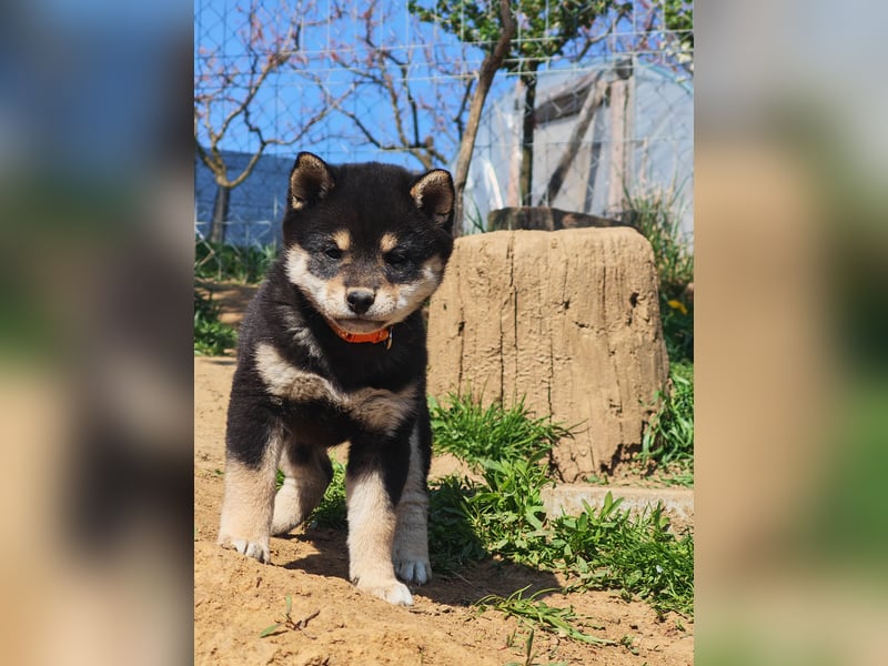 Shiba inu Welpen