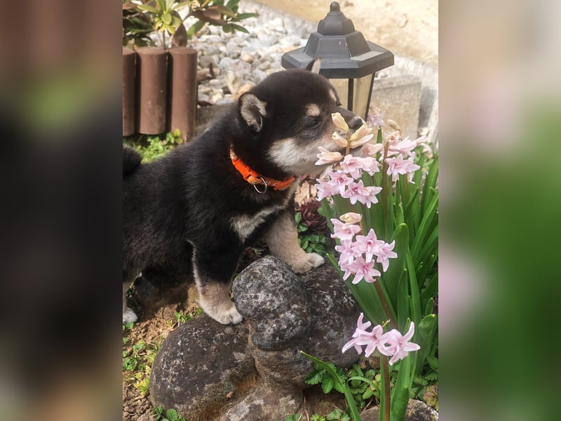 Shiba inu Welpen