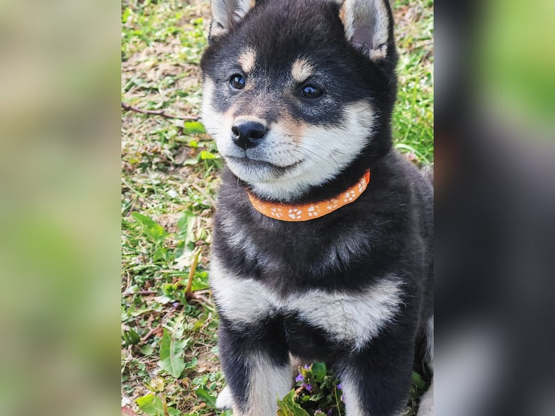 Shiba inu Welpen