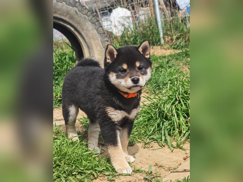 Shiba inu Welpen