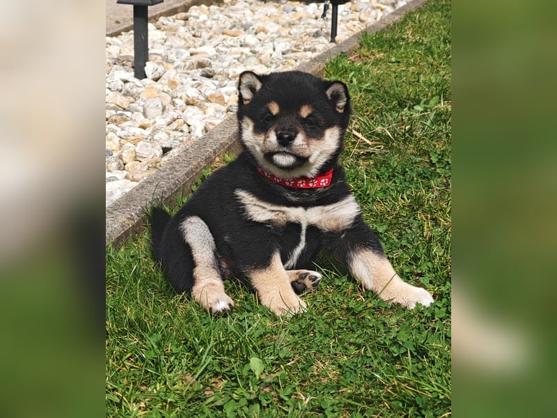Shiba inu Welpen