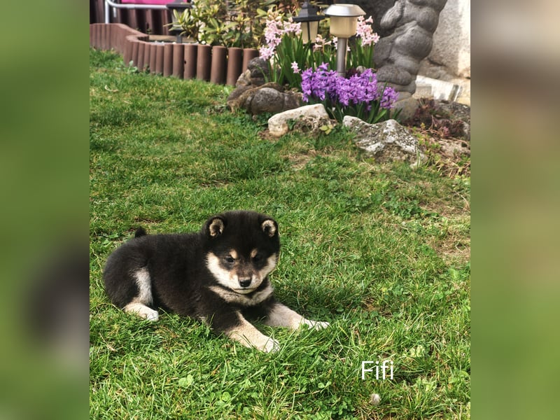 Shiba inu Welpen