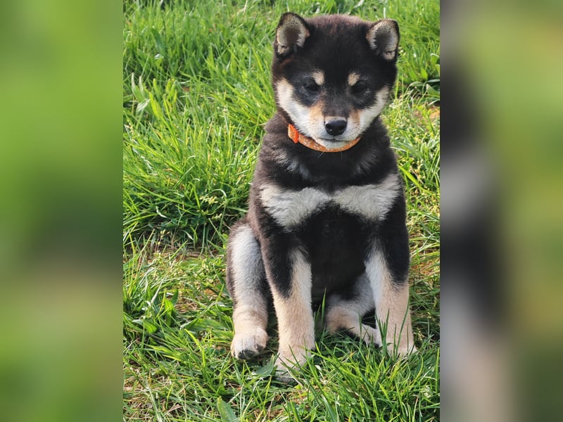 Shiba inu Welpen