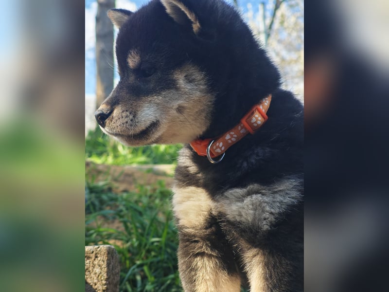 Shiba inu Welpen