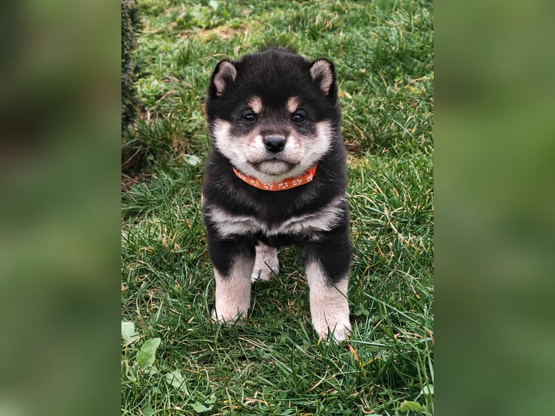 Shiba inu Welpen