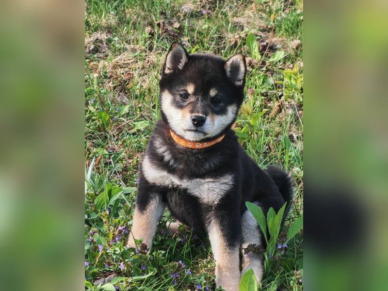 Shiba inu Welpen