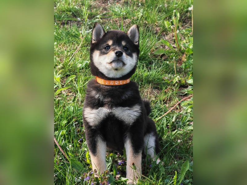 Shiba inu Welpen