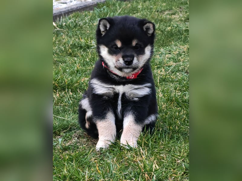 Shiba inu Welpen