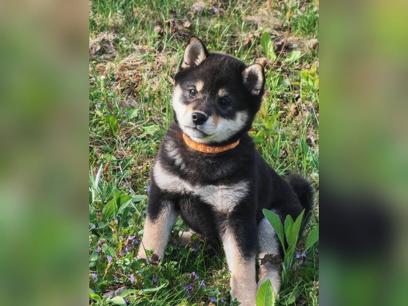 Shiba inu Welpen