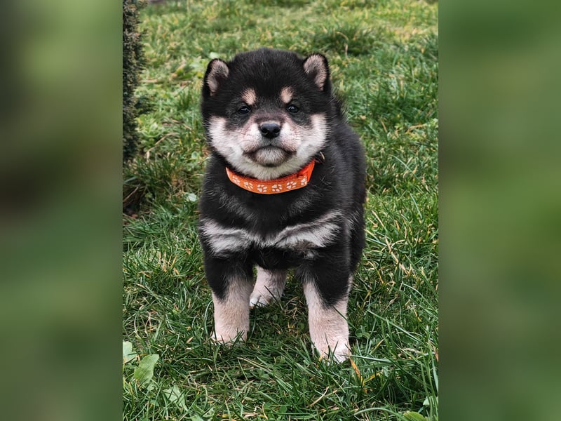 Shiba inu Welpen