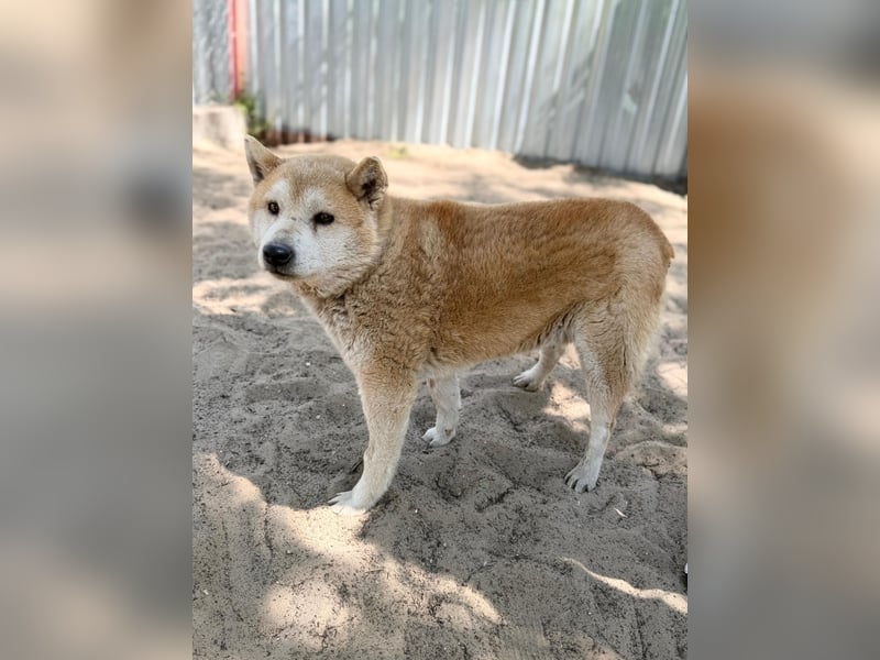 Naraku sucht einen Gnadenplatz