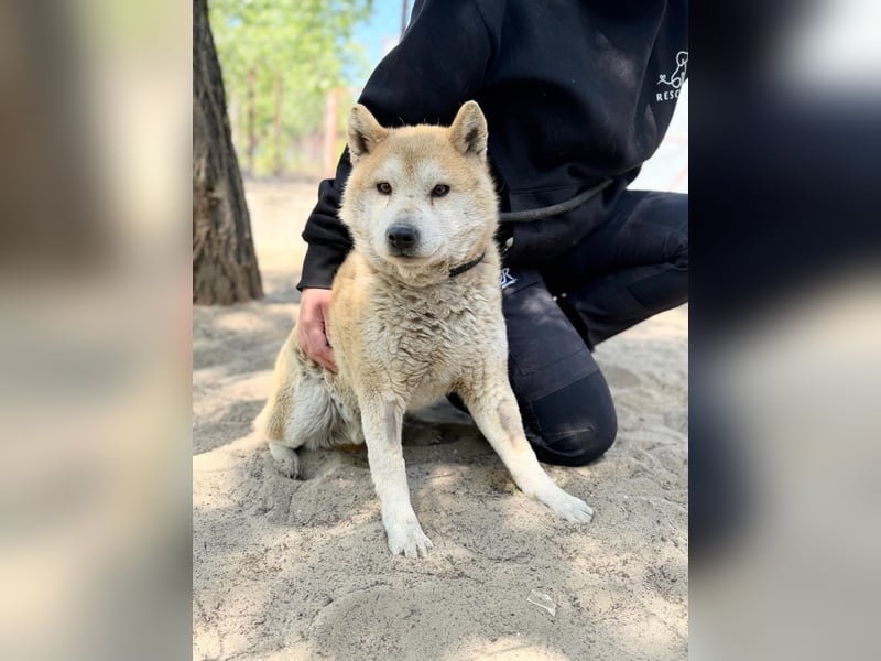 Naraku sucht einen Gnadenplatz