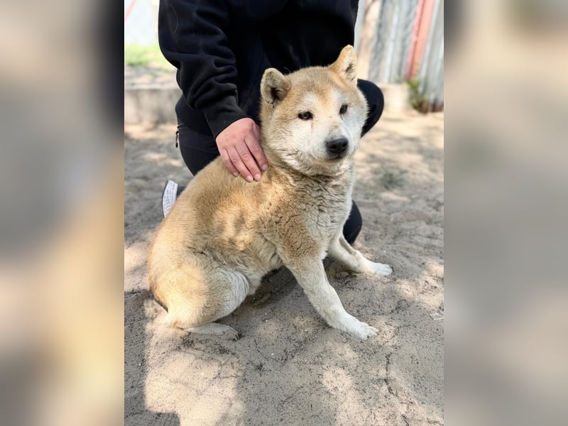 Naraku sucht einen Gnadenplatz