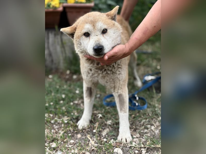 Naraku sucht einen Gnadenplatz