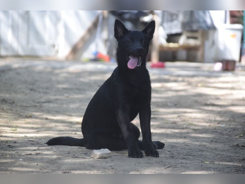 Shora - bezaubernde, junge Hündin die uns Menschen sehr mag