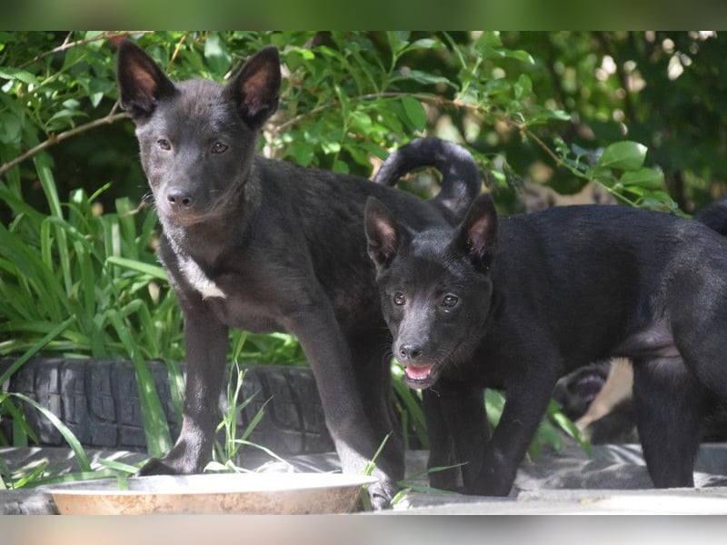 Shira - bezaubernde, freundliche, junge Hündin
