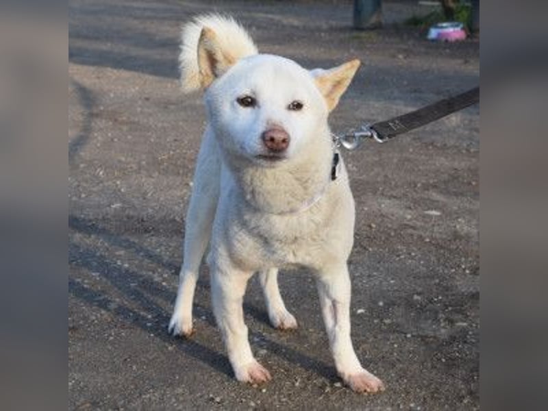 Lemon - sanfter, ruhiger, lieber Rüde
