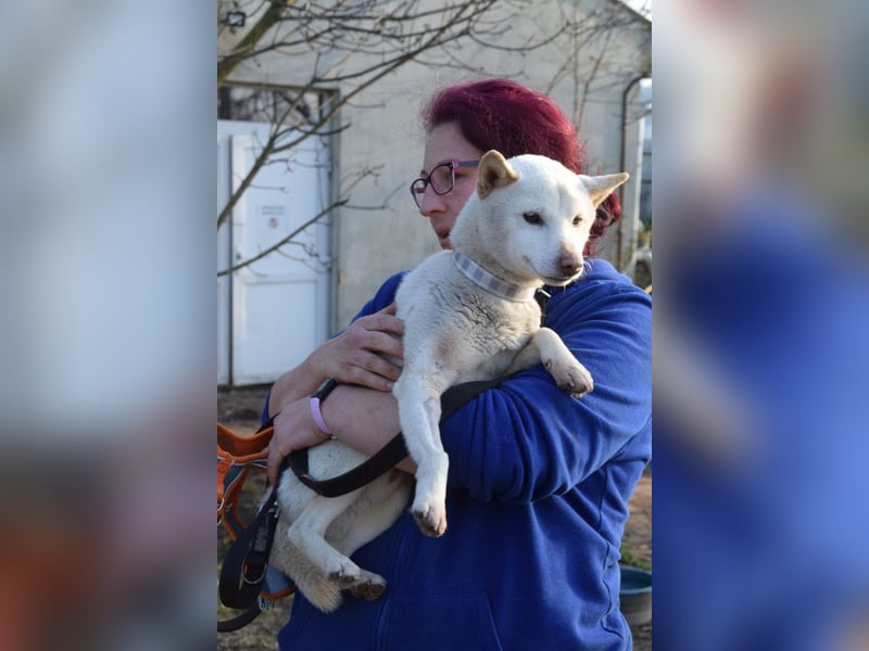 Lemon - sanfter, ruhiger, lieber Rüde