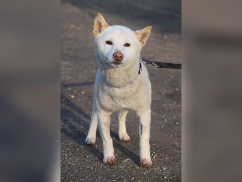 Lemon - sanfter, ruhiger, lieber Rüde