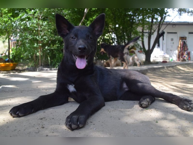 Shira - bezaubernde, freundliche, junge Hündin