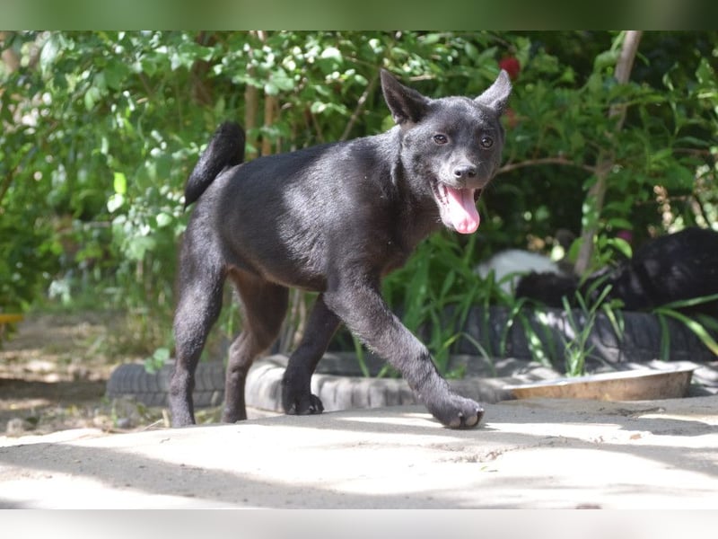 Shora - bezaubernde, junge Hündin die uns Menschen sehr mag