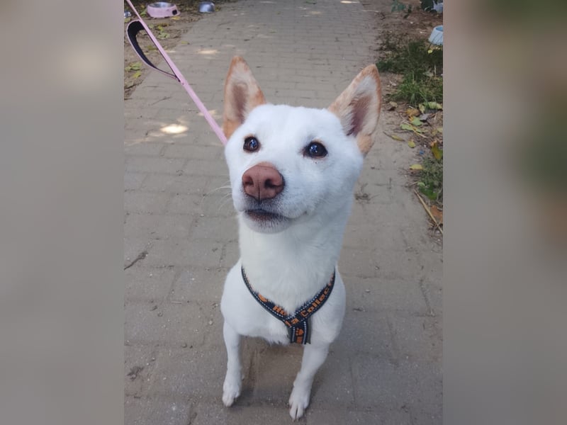 Lemon - sanfter, ruhiger, lieber Rüde