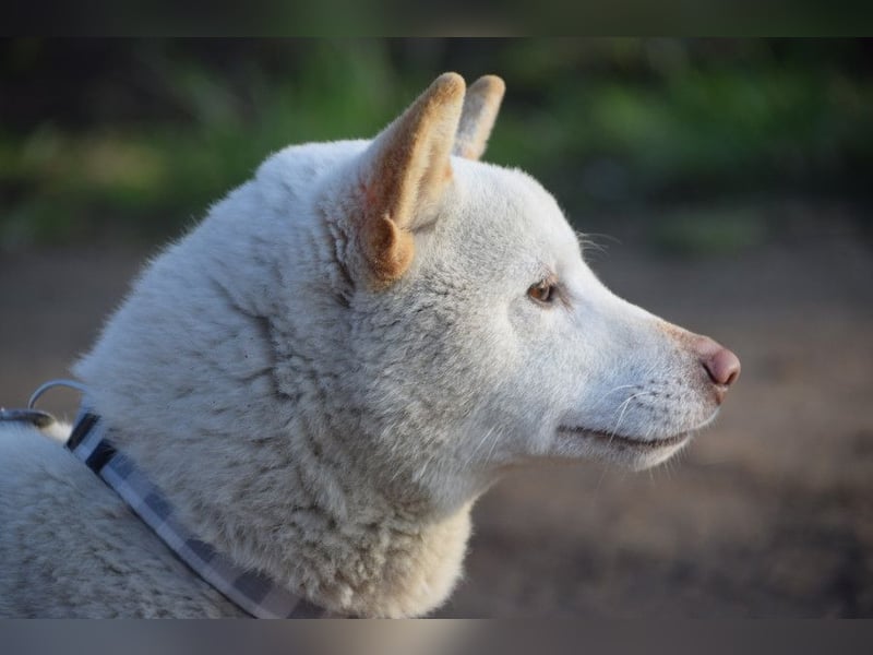 Lemon - sanfter, ruhiger, lieber Rüde