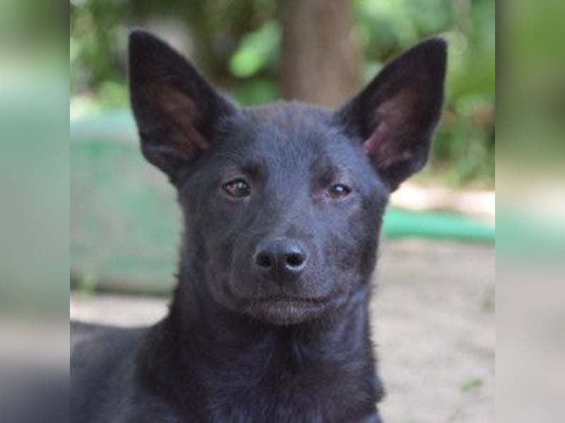 Shira - bezaubernde, freundliche, junge Hündin