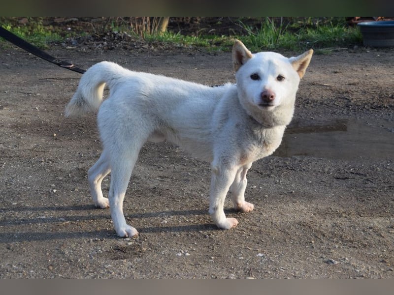 Lemon - sanfter, ruhiger, lieber Rüde