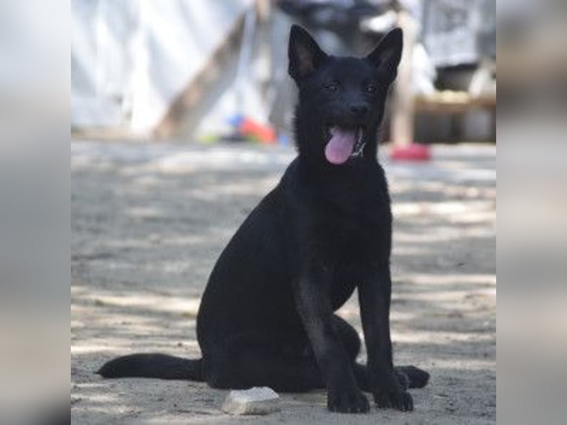 Shora - süße, tolle, junge Hündin die uns Menschen sehr mag