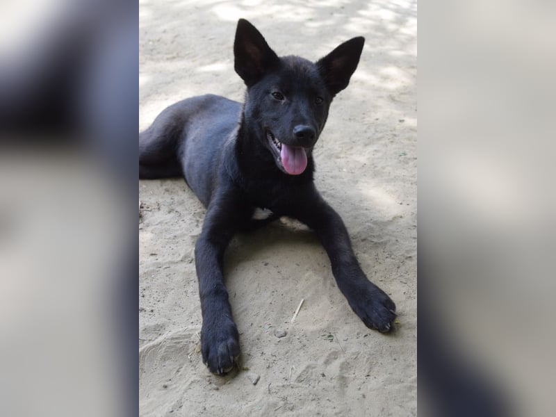 Shira - bezaubernde, freundliche, junge Hündin