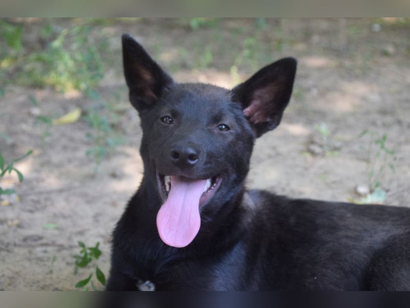 Shira - bezaubernde, freundliche, junge Hündin