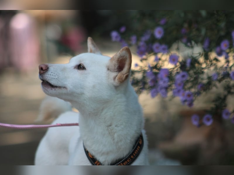 Lemon - sanfter, ruhiger, lieber Rüde