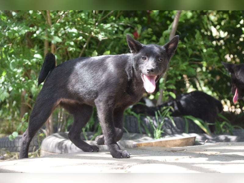 Shora - bezaubernde, junge Hündin die uns Menschen sehr mag