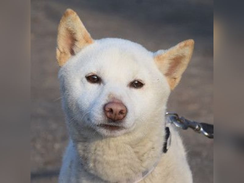 Lemon - sanfter, ruhiger, lieber Rüde