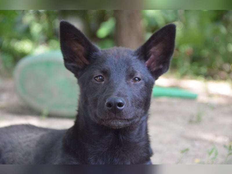 Shira - bezaubernde, freundliche, junge Hündin