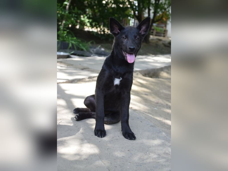 Shira - bezaubernde, freundliche, junge Hündin