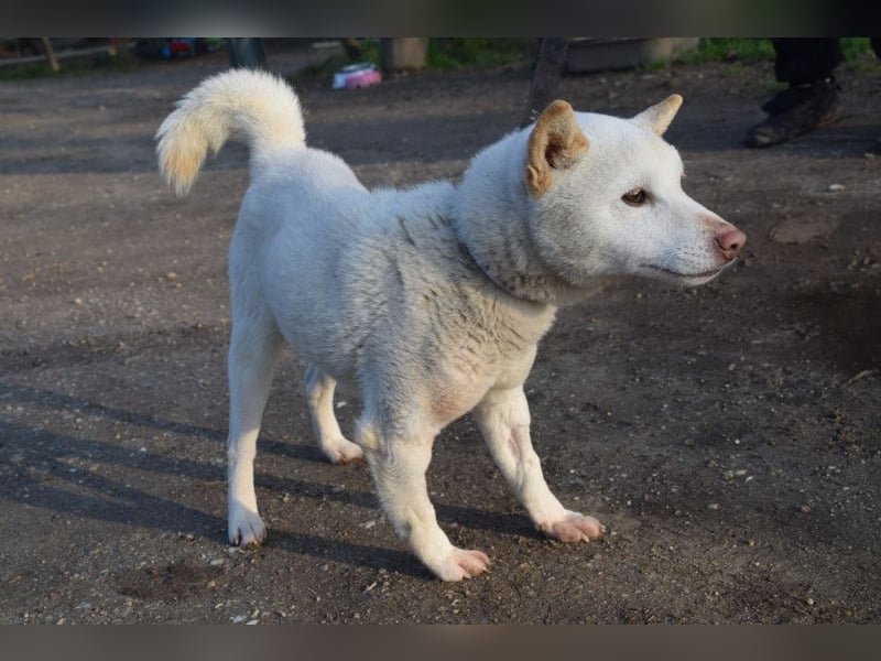 Lemon - sanfter, ruhiger, lieber Rüde