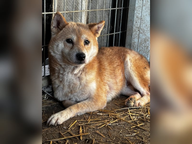 Vacak – Eine sensible Shiba-Hündin auf der Suche nach einem liebevollen Zuhause 