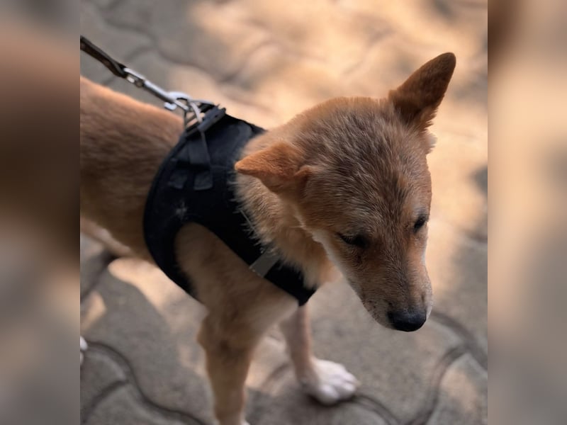 Nocsak PP - junger Shiba Inu- Mix sucht Menschen mit Herz 