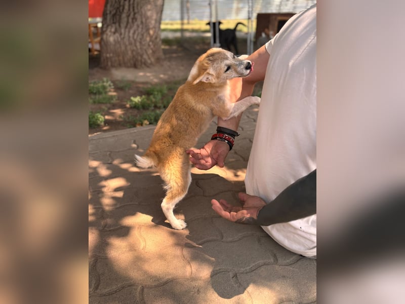 Nolam BR - junge Shiba Inu Mix- Hündin sucht ihren Neuanfang 