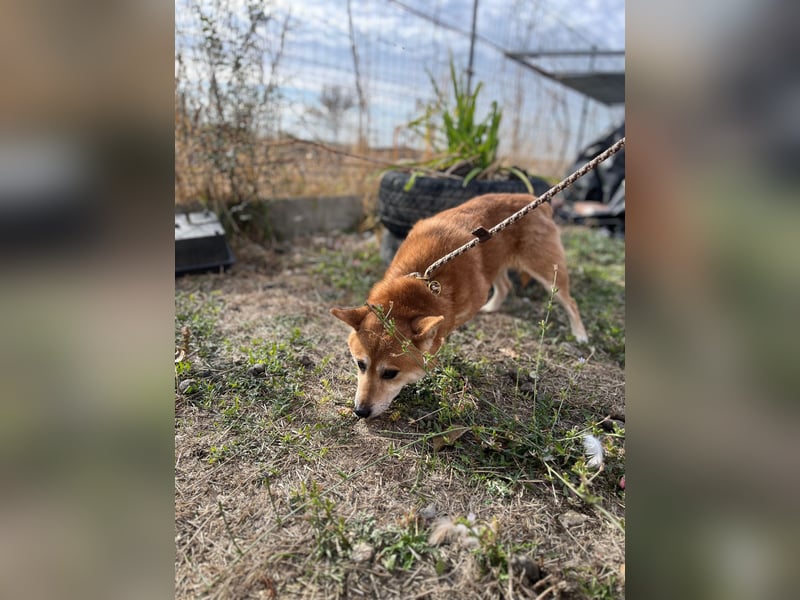 Nudli – Ein sensibler Shiba Inu-Rüde auf der Suche nach Sicherheit und Vertrauen 