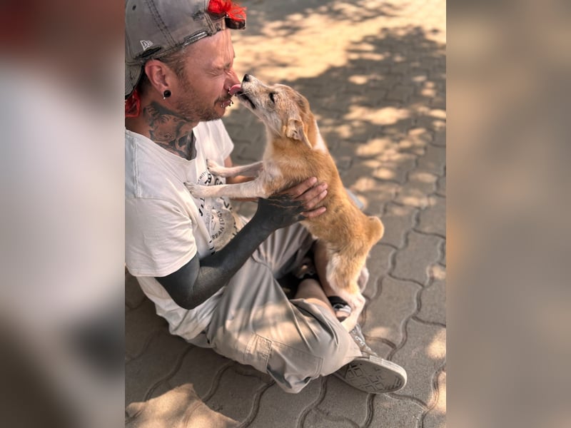 Nolam BR - junge Shiba Inu Mix- Hündin sucht ihren Neuanfang 