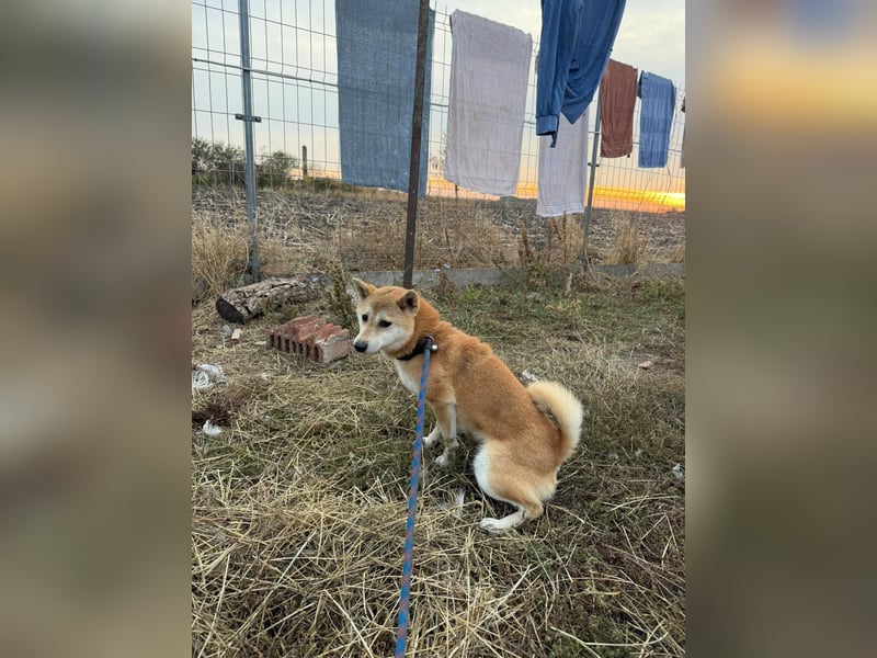 Mochi – Eine vorsichtige Shiba-Hündin mit großem Herzen auf der Suche nach ihrem Für-immer-Zuhause