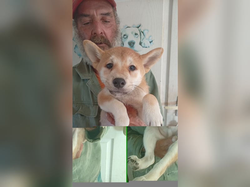 Banan PP – Kleiner Shiba-Bub entdeckt jetzt die Welt 