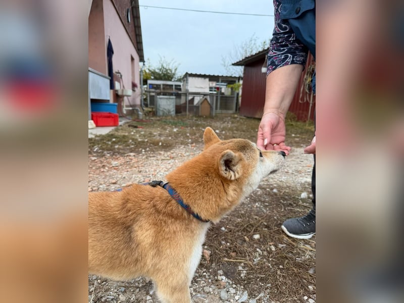 Mochi – Eine vorsichtige Shiba-Hündin mit großem Herzen auf der Suche nach ihrem Für-immer-Zuhause